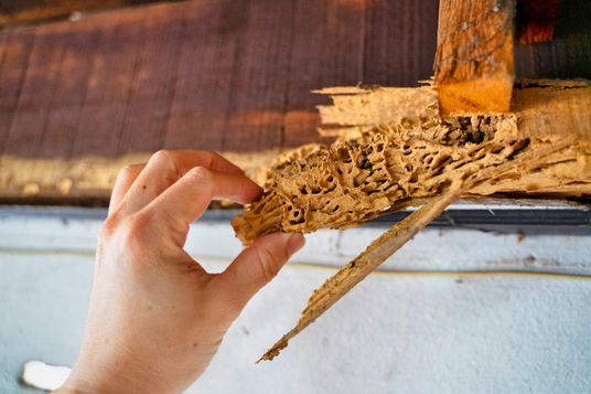 Termite Inspection and Treatment